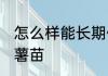 怎么样能长期保存红薯苗 如何储存红薯苗