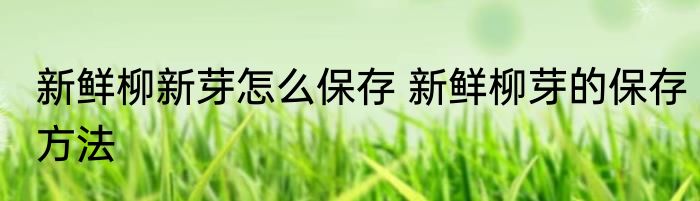 新鲜柳新芽怎么保存 新鲜柳芽的保存方法