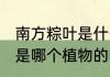 南方粽叶是什么植物的叶子 南方粽叶是哪个植物的叶子