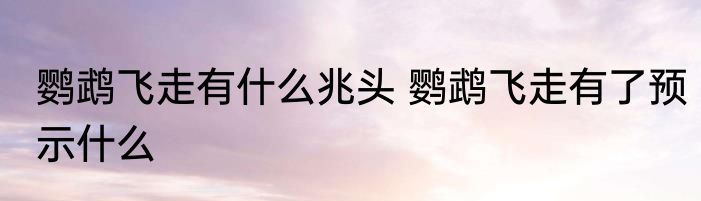 鹦鹉飞走有什么兆头 鹦鹉飞走有了预示什么
