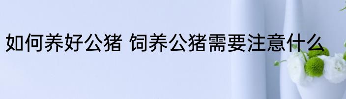 如何养好公猪 饲养公猪需要注意什么
