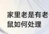 家里老是有老鼠怎么办 家里老是有老鼠如何处理