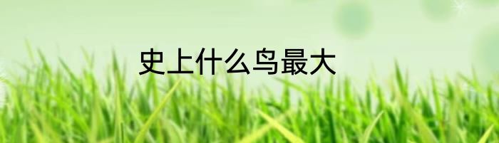 史上什么鸟最大