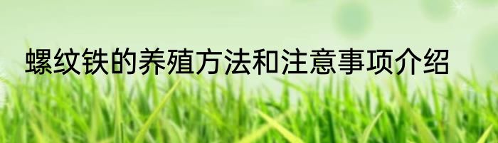 螺纹铁的养殖方法和注意事项介绍
