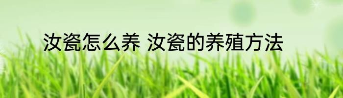 汝瓷怎么养 汝瓷的养殖方法