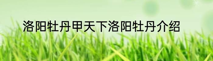 洛阳牡丹甲天下洛阳牡丹介绍