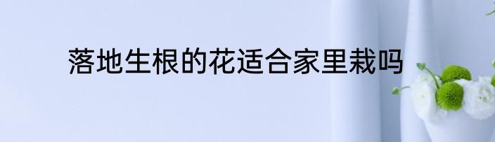 落地生根的花适合家里栽吗
