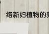 络新妇植物的养殖方法和注意事项