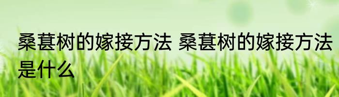 桑葚树的嫁接方法 桑葚树的嫁接方法是什么