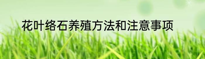 花叶络石养殖方法和注意事项