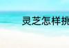 灵芝怎样挑好 灵芝如何挑好