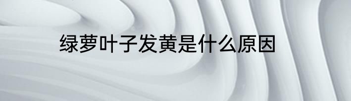 绿萝叶子发黄是什么原因