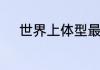 世界上体型最大的乌龟是什么龟