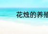 花烛的养殖方法及注意事项