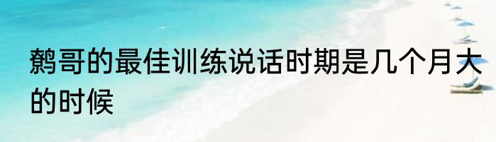 鹩哥的最佳训练说话时期是几个月大的时候