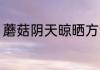 蘑菇阴天晾晒方法 阴雨天怎么晒蘑菇