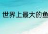 世界上最大的鱼类是什么有什么特点