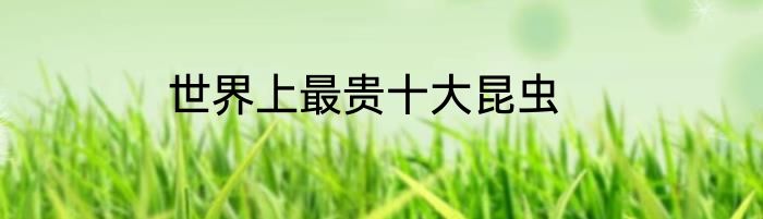 世界上最贵十大昆虫