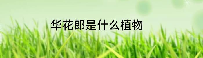 华花郎是什么植物