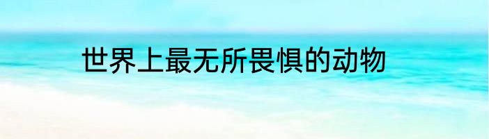 世界上最无所畏惧的动物