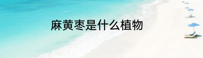 麻黄枣是什么植物