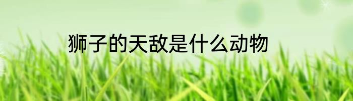 狮子的天敌是什么动物