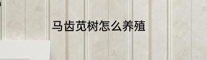 马齿苋树怎么养殖