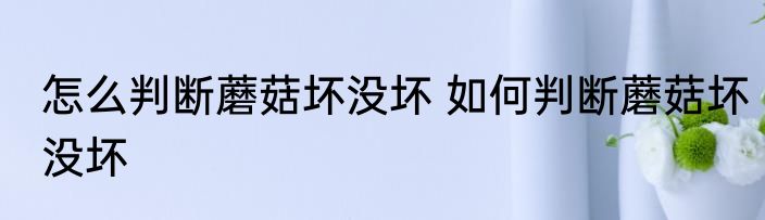 怎么判断蘑菇坏没坏 如何判断蘑菇坏没坏