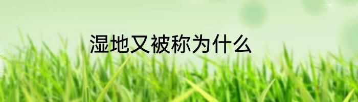 湿地又被称为什么