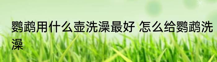 鹦鹉用什么壶洗澡最好 怎么给鹦鹉洗澡