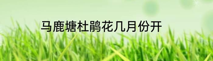 马鹿塘杜鹃花几月份开