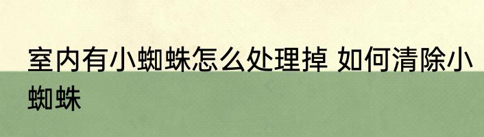 室内有小蜘蛛怎么处理掉 如何清除小蜘蛛