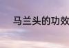 马兰头的功效与作用禁忌是什么