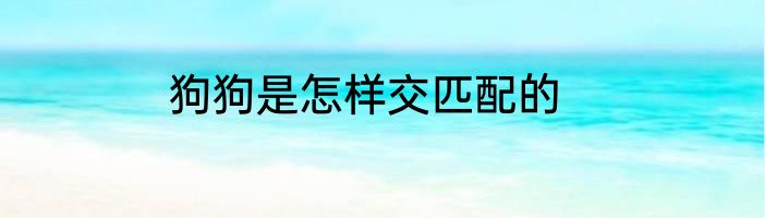 狗狗是怎样交匹配的