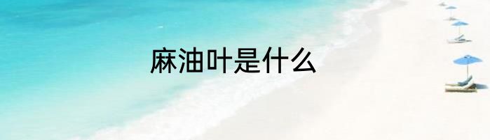 麻油叶是什么