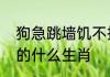 狗急跳墙饥不择食未尝饱食无力气指的什么生肖