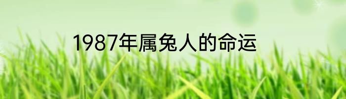1987年属兔人的命运