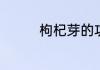 枸杞芽的功效与作用禁忌