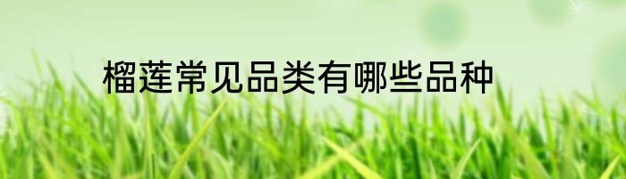 榴莲常见品类有哪些品种