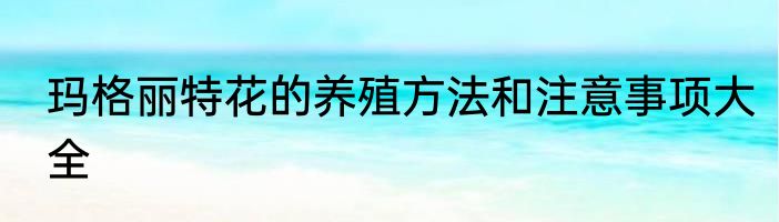 玛格丽特花的养殖方法和注意事项大全