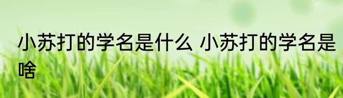 小苏打的学名是什么 小苏打的学名是啥