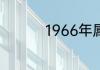 1966年属马的是什么命