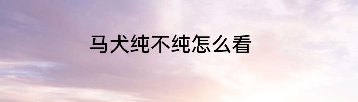 马犬纯不纯怎么看