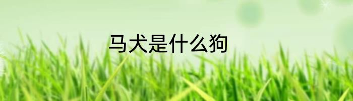 马犬是什么狗