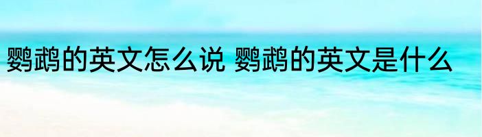 鹦鹉的英文怎么说 鹦鹉的英文是什么