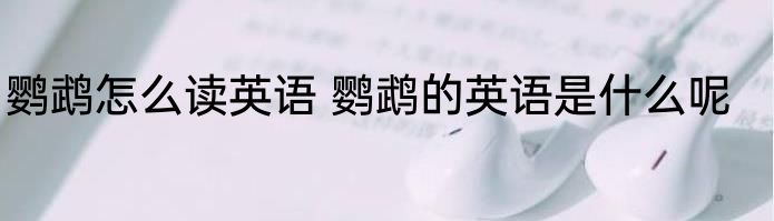 鹦鹉怎么读英语 鹦鹉的英语是什么呢