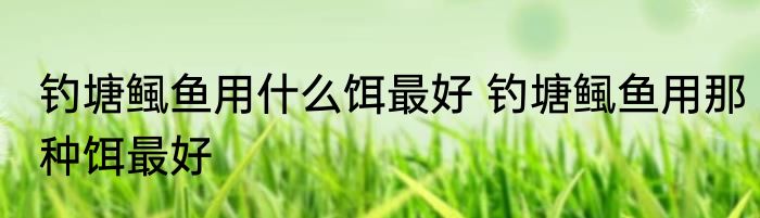 钓塘鲺鱼用什么饵最好 钓塘鲺鱼用那种饵最好