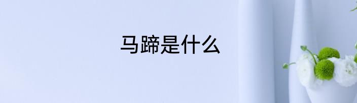 马蹄是什么