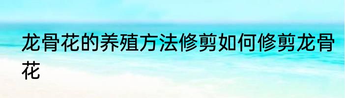龙骨花的养殖方法修剪如何修剪龙骨花