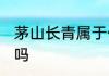 茅山长青属于什么茶 茅山长青是绿茶吗